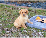Small #20 Labrador Retriever
