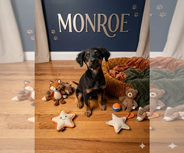 Medium Photo #2 Mutt Puppy For Sale in Vail, AZ, USA