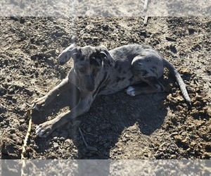 Catahoula Leopard Dog Puppy for sale in SCOTT CITY, KS, USA