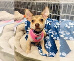 Small #1 Chihuahua Mix