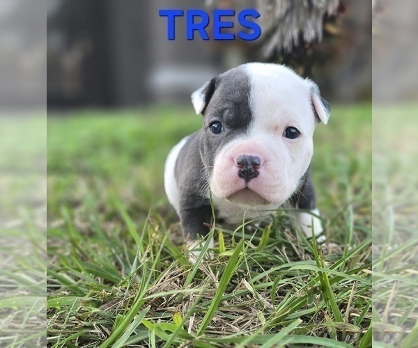 Medium Photo #7 American Bully Puppy For Sale in KISSIMMEE, FL, USA