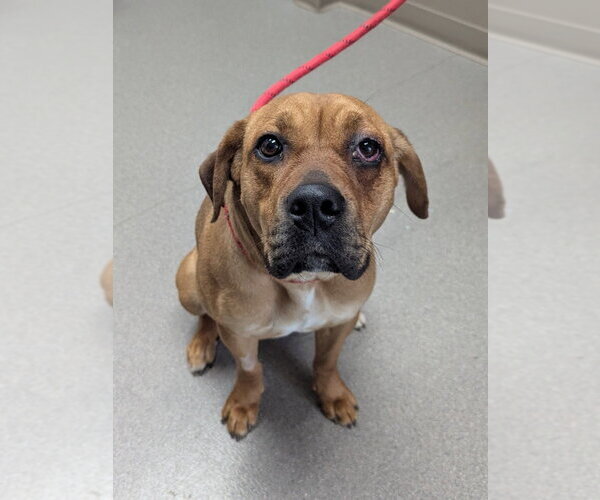 Medium Photo #1 Mastiff-Unknown Mix Puppy For Sale in La Porte, IN, USA