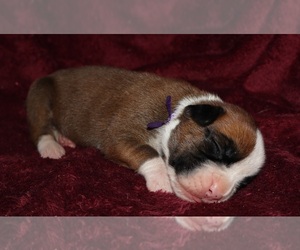 Boxer Puppy for sale in HOPKINS, MI, USA