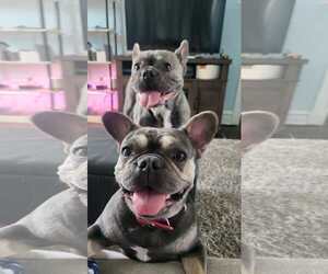 French Bulldog Dogs for adoption in Fenton, MO, USA