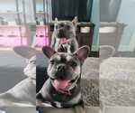 Small French Bulldog