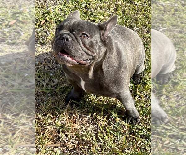 Medium Photo #2 French Bulldog Puppy For Sale in LOXAHATCHEE, FL, USA
