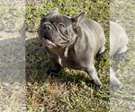 Small Photo #2 French Bulldog Puppy For Sale in LOXAHATCHEE, FL, USA