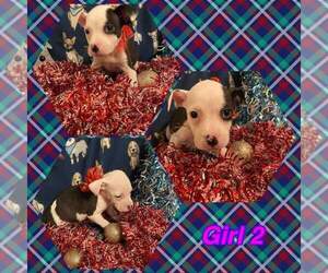 American Pit Bull Terrier Puppy for sale in BALTIMORE, MD, USA