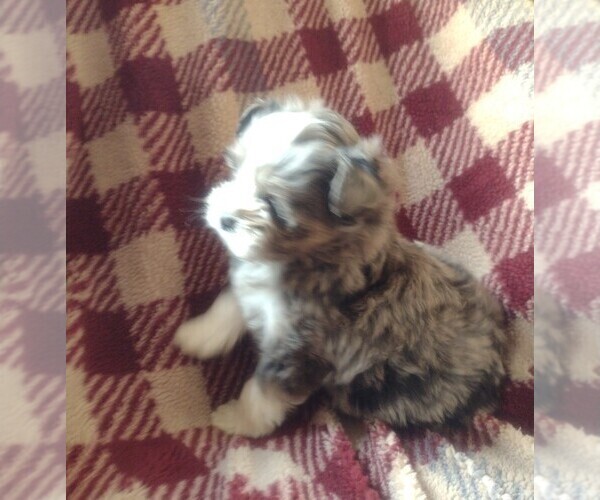 Medium Photo #3 Bernedoodle (Miniature) Puppy For Sale in PARKER, PA, USA
