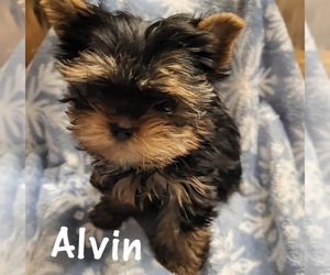 Father of the Yorkshire Terrier puppies born on 07/26/2026