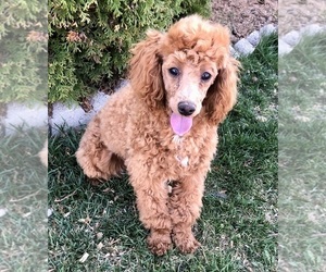 Poodle (Toy) Puppy for sale in CLARE, MI, USA