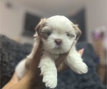 Small Photo #1 Shih Tzu Puppy For Sale in MEMPHIS, TN, USA