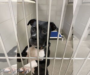 American Pit Bull Terrier-Unknown Mix Dogs for adoption in Virginia Beach, VA, USA