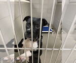 Small American Pit Bull Terrier Mix