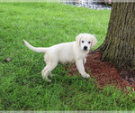 Small #2 Golden Retriever