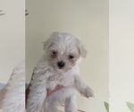 Small Photo #2 Maltese Puppy For Sale in NEWPORT BEACH, CA, USA