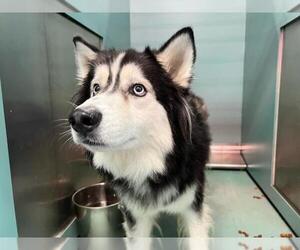 Alaskan Malamute Dogs for adoption in Moreno Valley, CA, USA