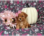 Small Photo #4 Poodle (Toy) Puppy For Sale in ELKTON, MD, USA
