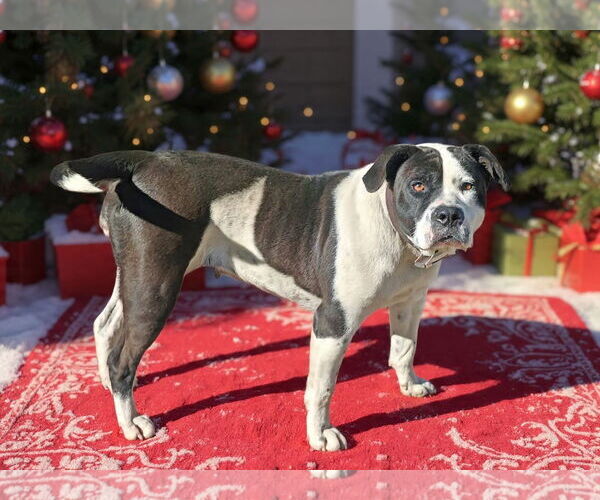 Medium Photo #2 Mutt Puppy For Sale in Talladega, AL, USA