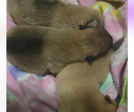 Small Pomeranian