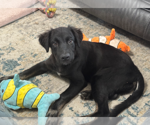 Medium Photo #6 Border Collie Puppy For Sale in Holly Springs, NC, USA