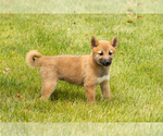 Small #3 Shiba Inu