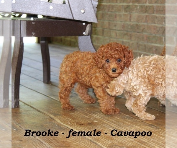 Medium Photo #5 Cavapoo Puppy For Sale in CLARKRANGE, TN, USA