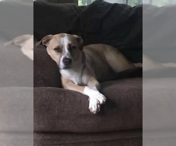 Medium Photo #1 Mutt Puppy For Sale in Monkton, MD, USA