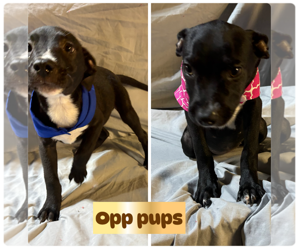 Medium Photo #1 Border Collie-Unknown Mix Puppy For Sale in Brooksville, FL, USA