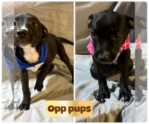 Border Collie-Unknown Mix Dogs for adoption in Brooksville, FL, USA