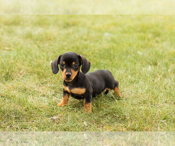 Medium Photo #1 Dachshund Puppy For Sale in NAPPANEE, IN, USA