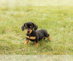 Small Dachshund