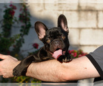 Small French Bulldog