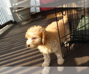 Medium Goldendoodle