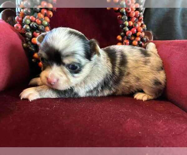 Medium Photo #3 Chihuahua Puppy For Sale in NEWVILLE, PA, USA