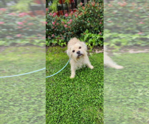 Medium Photo #5 Cairn Terrier-Wheaten Terrier Mix Puppy For Sale in Newport Beach, CA, USA