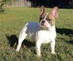 Small Photo #4 French Bulldog Puppy For Sale in KATY, TX, USA