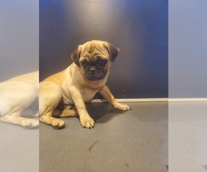 Pug Puppy for sale in ROCKY MOUNT, VA, USA