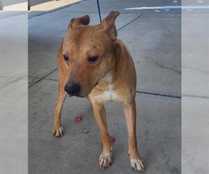 Staffordshire Bull Terrier Dogs for adoption in Bakersfield, CA, USA