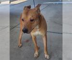 Small Staffordshire Bull Terrier