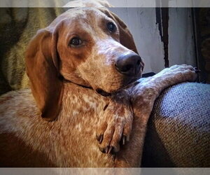 English Coonhound-Unknown Mix Dogs for adoption in Monterey, VA, USA