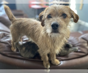 Chiweenie-Shih Tzu Mix Dogs for adoption in MAHWAH, NJ, USA