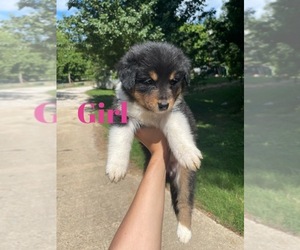 Australian Shepherd Puppy for sale in DRUMMONDS, TN, USA