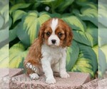 Small #3 Cavalier King Charles Spaniel