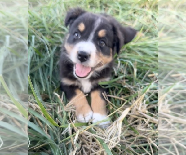Medium Photo #5 Australian Shepherd Puppy For Sale in WELLINGTON, MO, USA