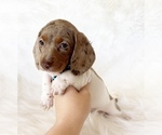 Small #1 Dachshund