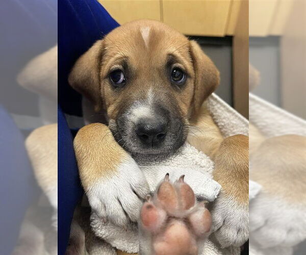 Medium Photo #1 Black Mouth Cur Puppy For Sale in Corpus Christi, TX, USA