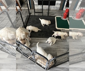 Labrador Retriever Puppy for Sale in MURRIETA, California USA