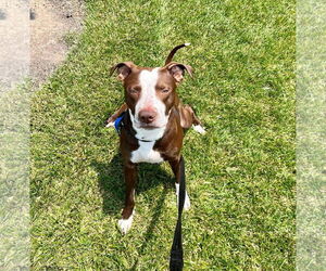 Spice - Male American Pit Bull Terrier-Unknown Mix Dog for Adoption - Photo #10