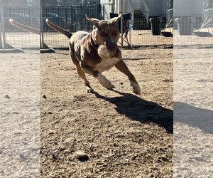 BamBam *Adopt or Foster* - Male Catahoula Leopard Dog-Unknown Mix Dog for Adoption - Photo #10